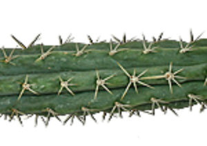 Buy Peruvian Torch Cactus Europe Buy Peruvian Torch Cactus UK Peruvian Torch Cactus For Sale Europe